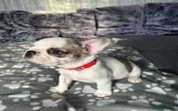 French Bulldog dogs for sale: Amazing french bulldog  - Image 6