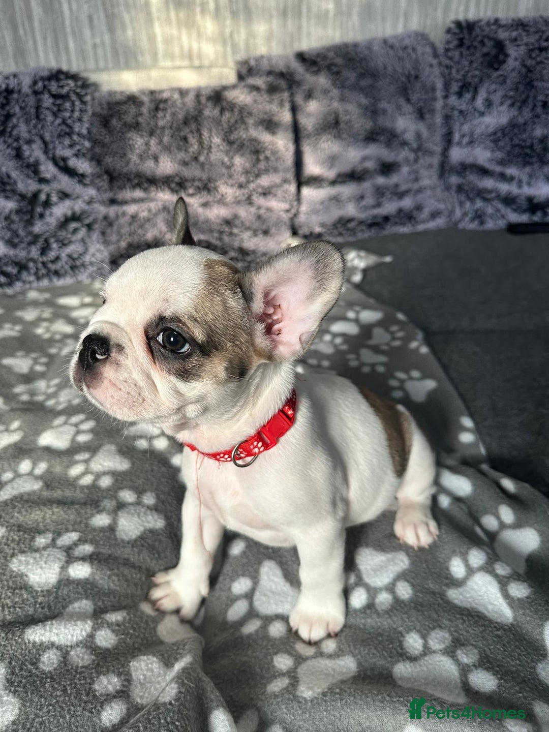 French Bulldog dogs for sale: Amazing french bulldog  - Image 6