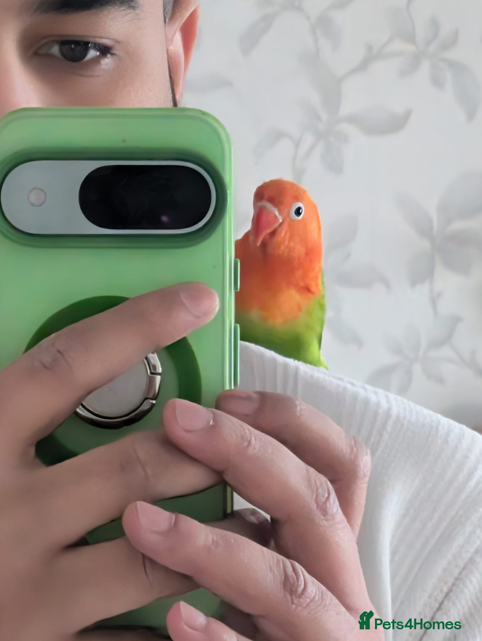 Lovebirds birds ALL COLOUR LOVE BIRDS - Advert 1