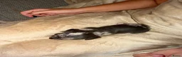 Chiweenie dogs for sale: 4 Beautiful Chiweenies For Sale/ 1 BOY/ 3 GIRLS - Advert 13