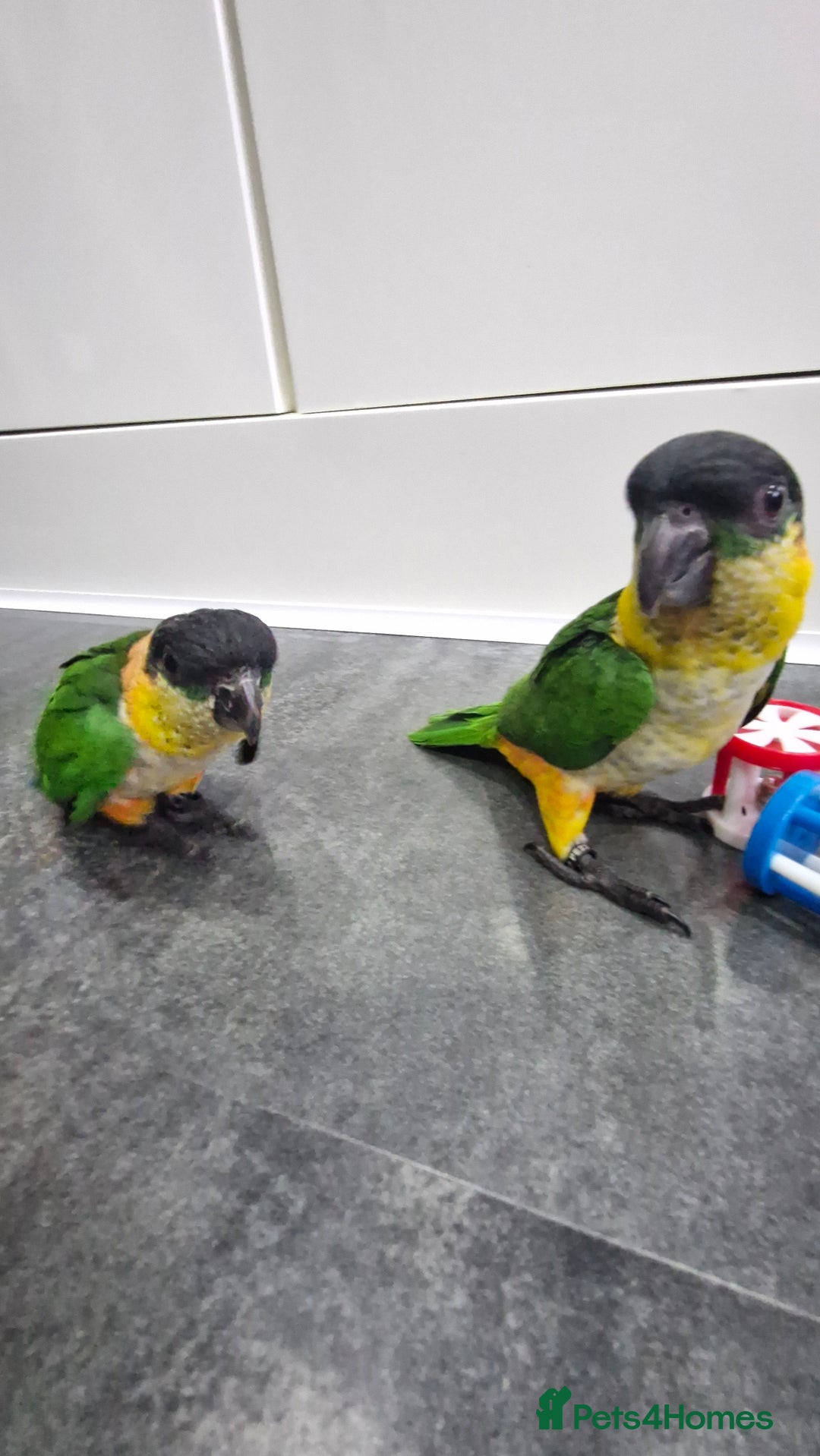 Parrots birds for sale: Hand reared Baby Black Headed Caiques  - Image 6