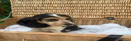 Cocker Spaniel dogs for sale: 1 boy Beautiful show type cocker puppy’s  - Advert 9