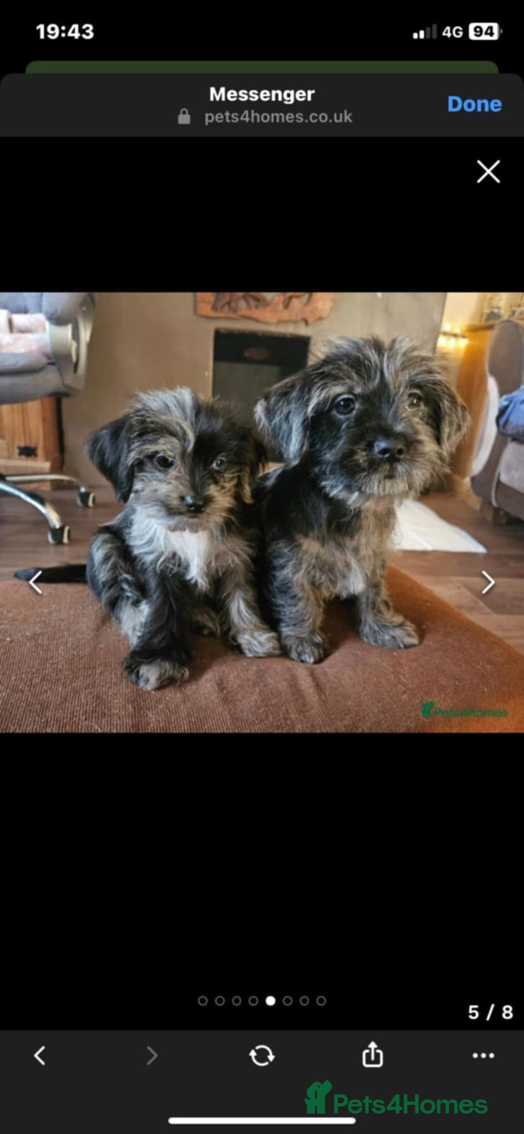 Mixed Breed dogs for stud: Dachshund x Shih Tzu for stud - Image 10