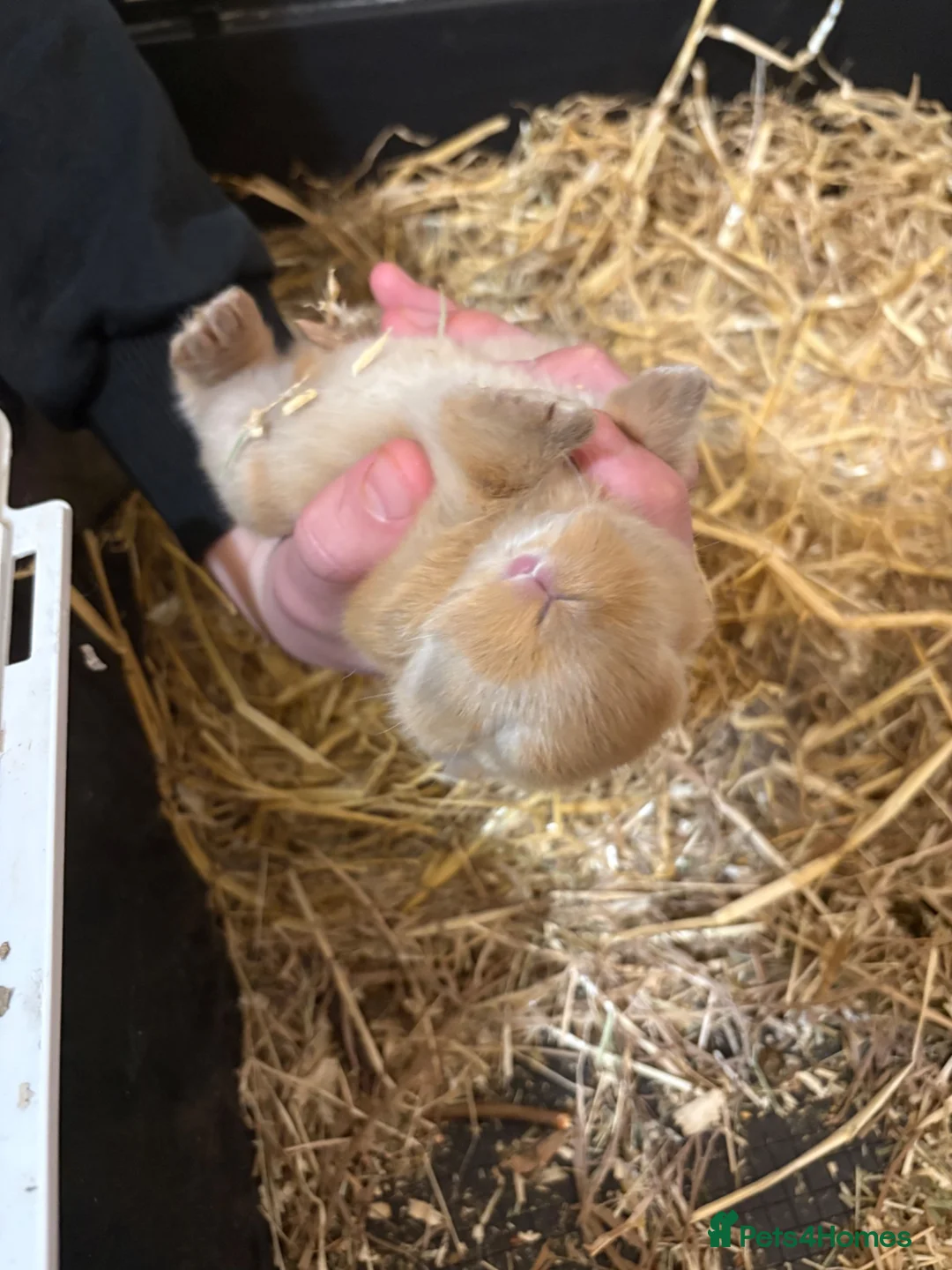 Mini Lop rabbits for sale: Ginger Mini Lop Baby in Dunblane - Advert 10