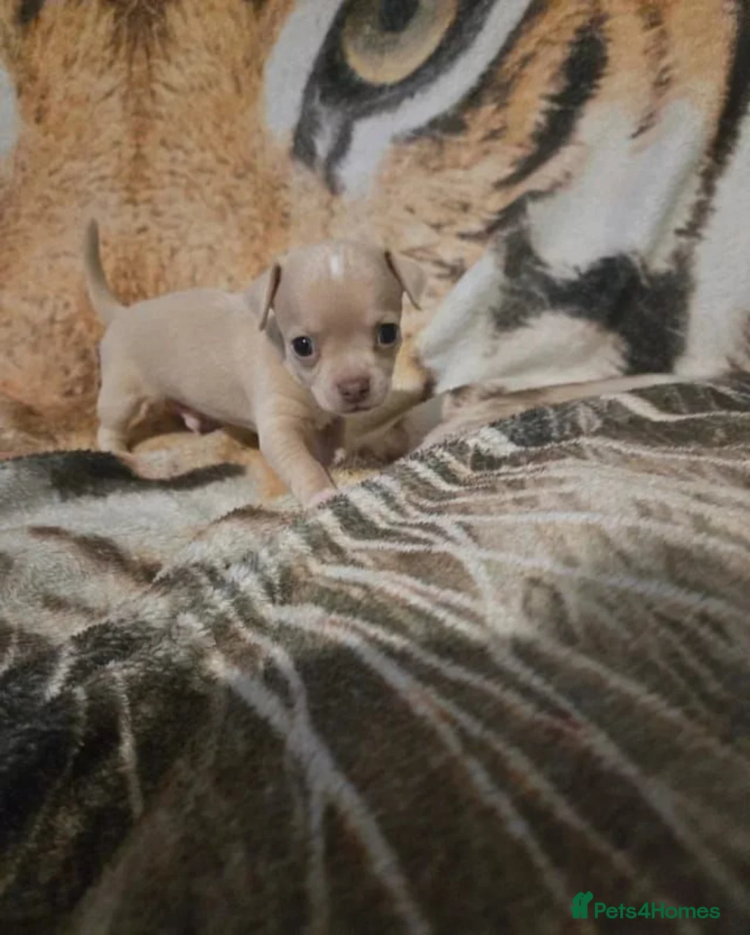 Chihuahua dogs for sale: Cute Chihuahua Crew Looking 4 Their 4ever Humans in Newcastle upon Tyne - Advert 9