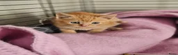 Mixed Breed cats for sale: Stunning kittens  - Advert 6