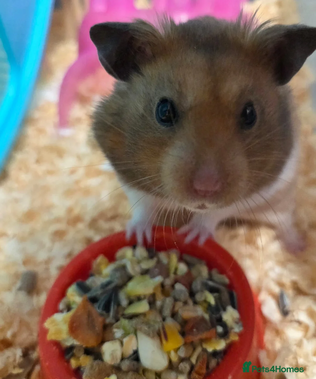 Hamster rodents for sale: Male Syrian Hamster Pedigree Well Handled  - Advert 2