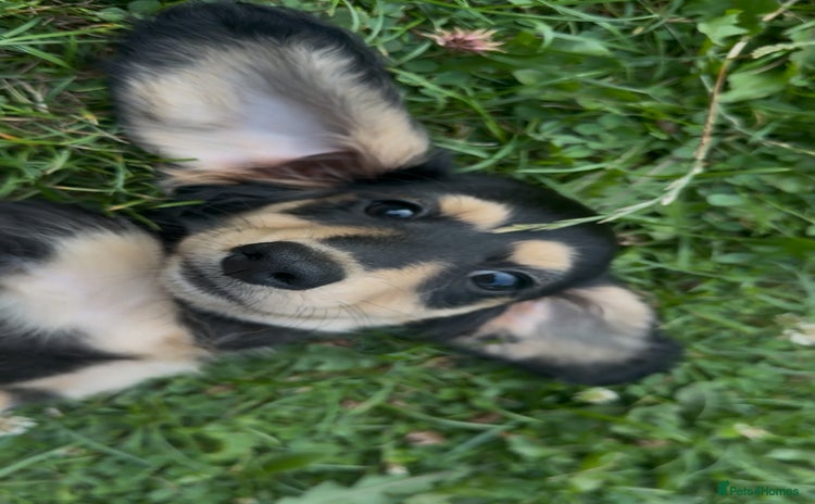 Miniature Dachshund dogs - Advert 1