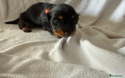 Miniature Dachshund dogs for sale: Pedigree Miniature Long haired Dachshund - Image 7