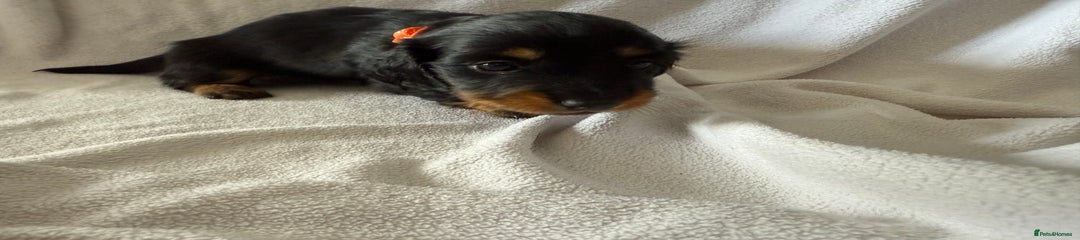 Miss orange 