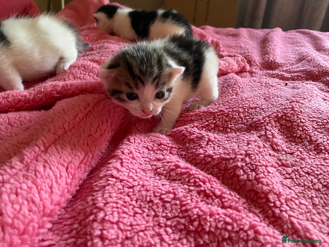 British Shorthair cats for sale: Beautiful baby kittens ready 23rd Dec - Advert 1