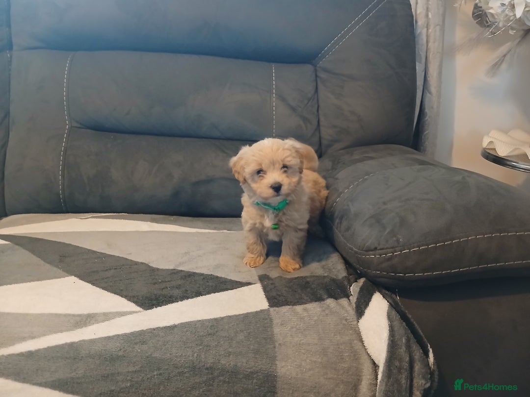 Maltipoo dogs for sale: Maltipoo puppies - Advert 12