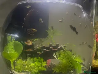 Mollies fish Black and white baby mollies in Bangor - Advert 1