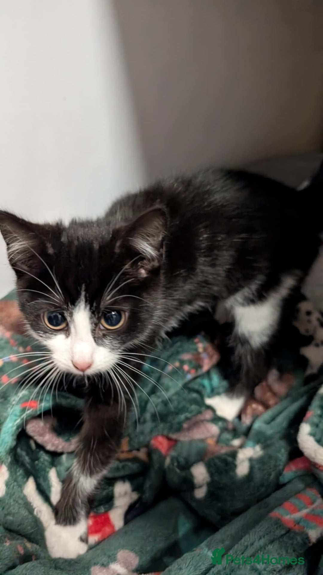 Mixed Breed cats for sale: Beautiful kittens for sale - Advert 2