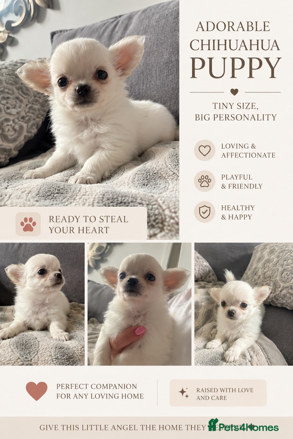 Chihuahua dogs Long haired white chihuahua puppies  - Advert 10