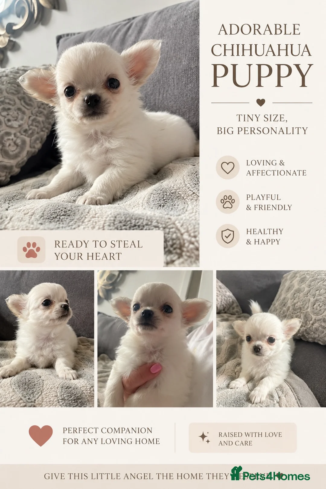 Chihuahua dogs for sale: READY NOW Long haired chihuahua puppies  - Advert 1