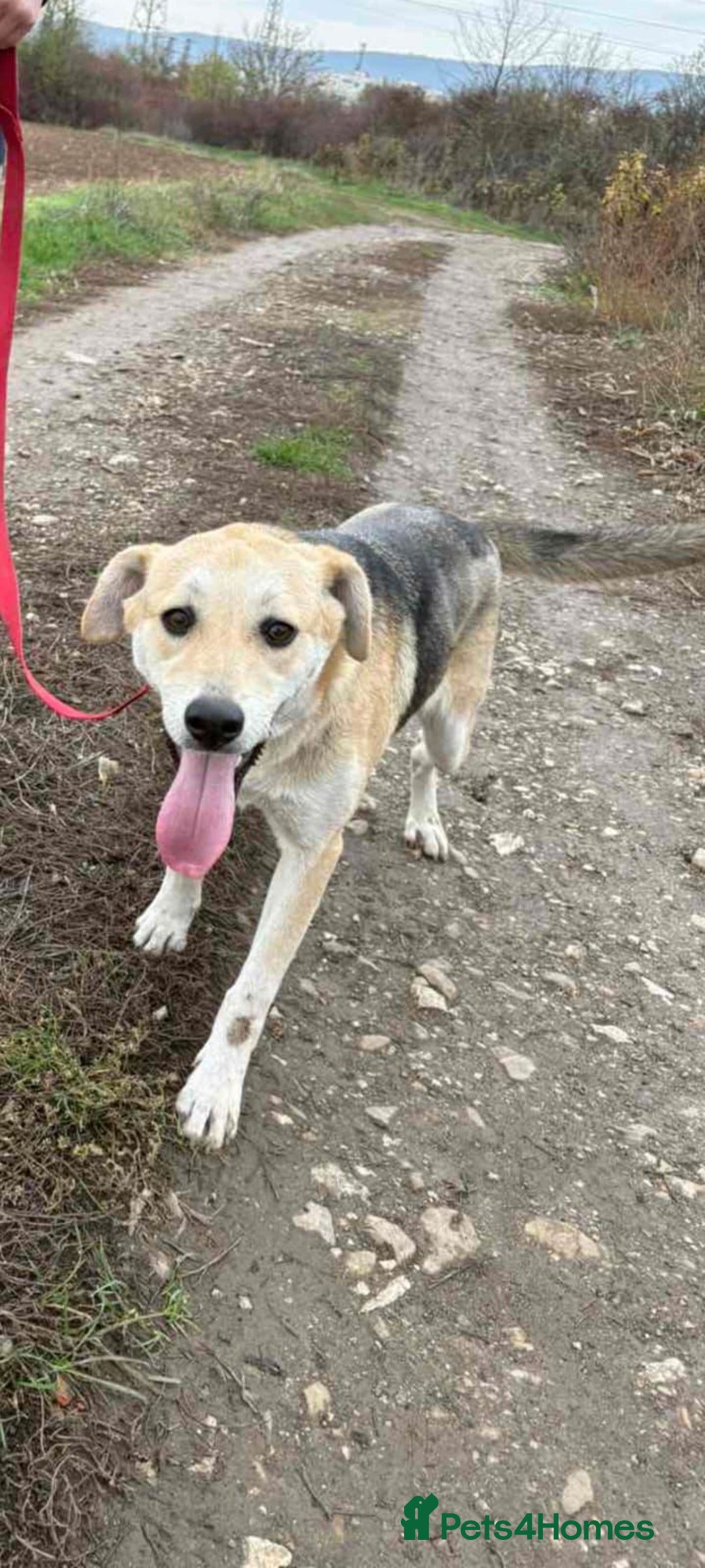 Mixed Breed dogs for adoption: Clara, 1.5 yrs approx. Available for adoption. - Advert 3