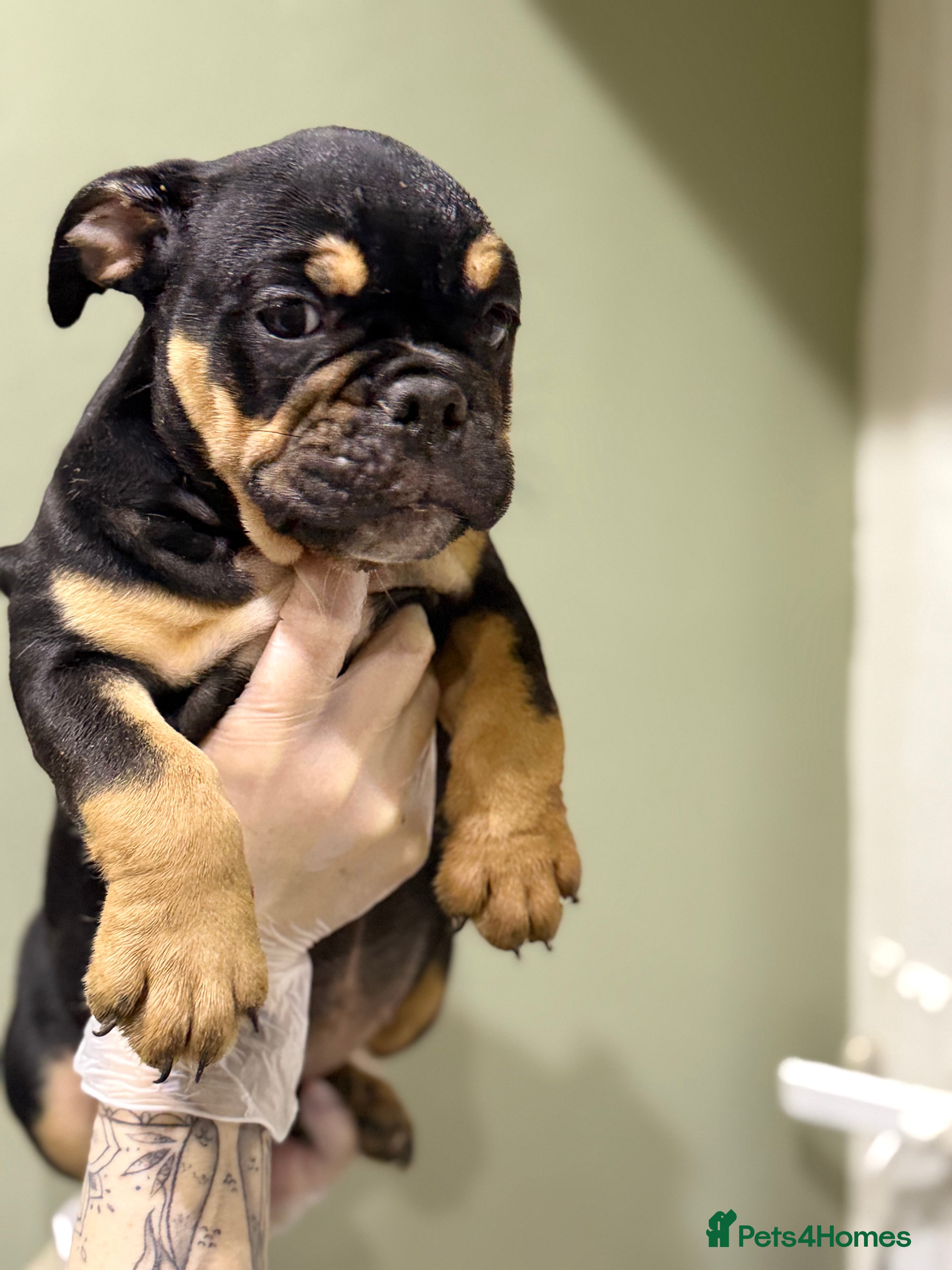 English Bulldog dogs Last 2 healthy happy pups ready to leave now.  - Advert 2