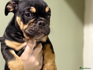 English Bulldog dogs Last 2 healthy happy pups ready to leave now. - Advert 6