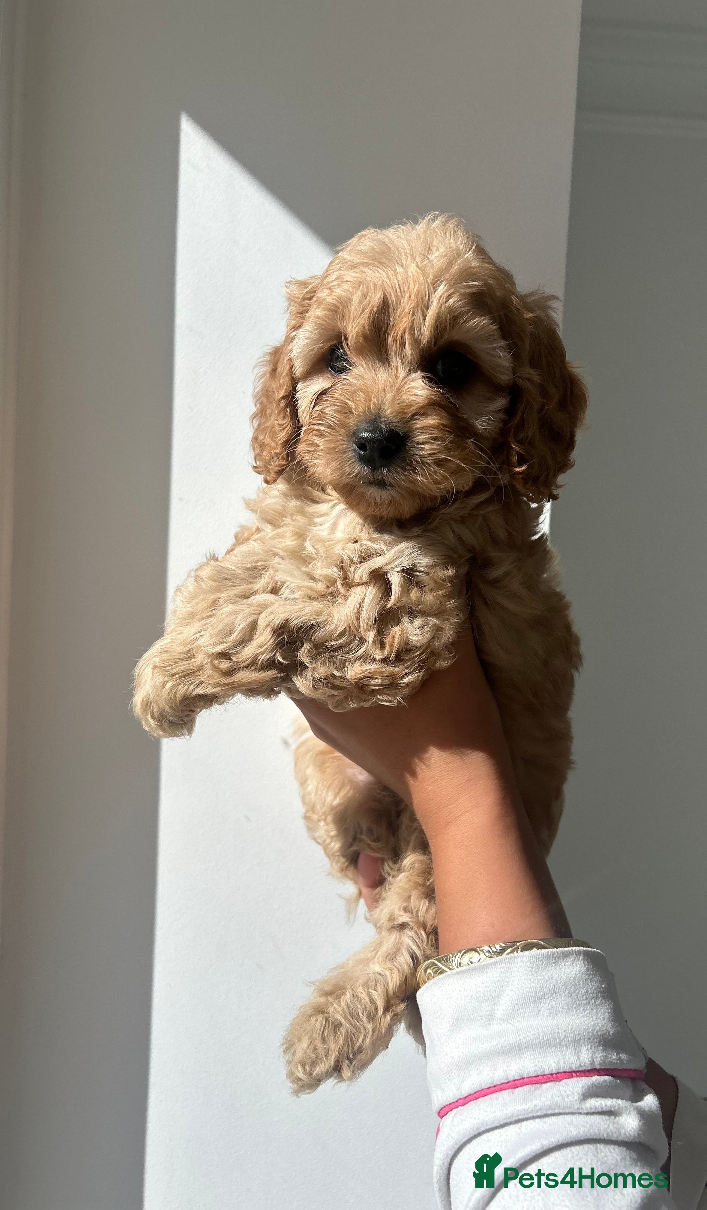 Cavapoochon dogs Stunning pups  - Advert 15