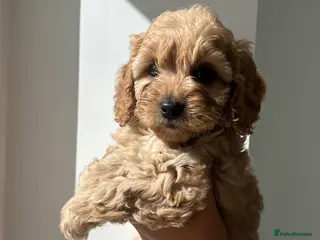 Cavapoochon dogs Stunning pups - Advert 15