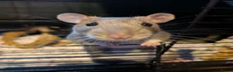 Rat rodents for sale: Pet rats with cage looking for a good home in Haverhill - Advert 1