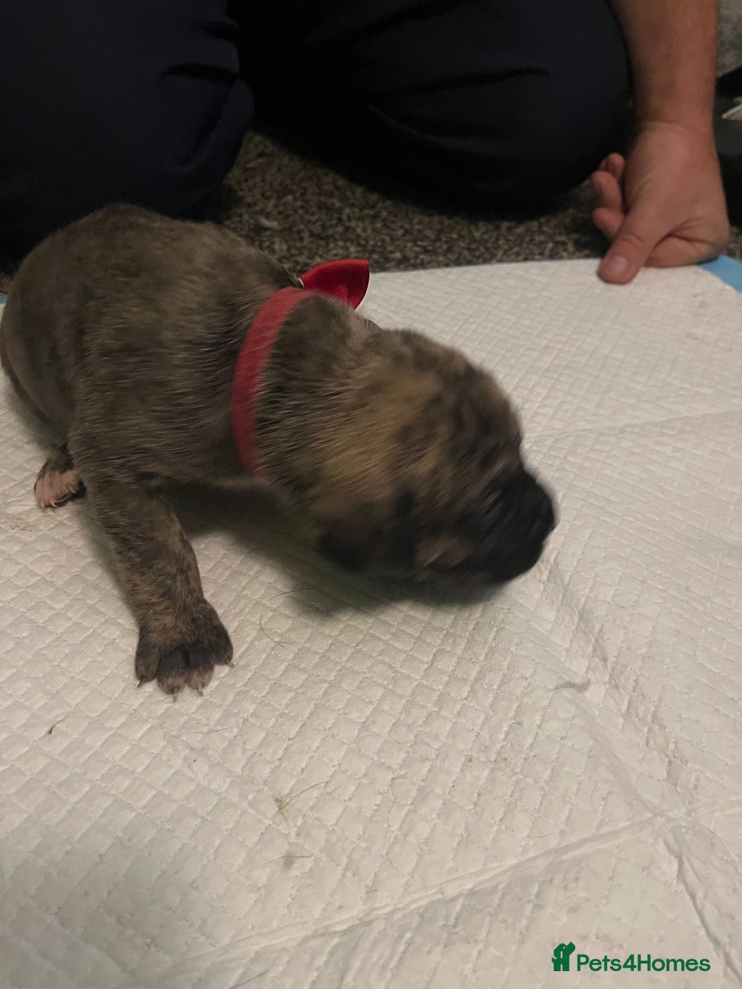 Cane Corso dogs for sale: Full Cane Corso Puppies x5 girls x5 Boys - Advert 13