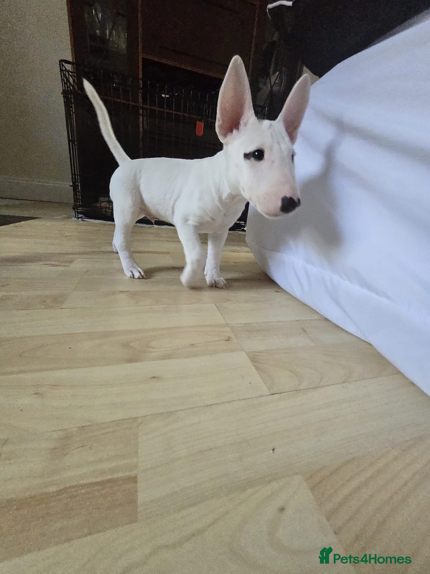 Miniature Bull terrier dogs White Miniature Bullterrier  - Advert 2