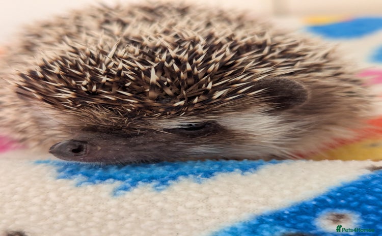 Pygmy Hedgehog rodents - Advert 8