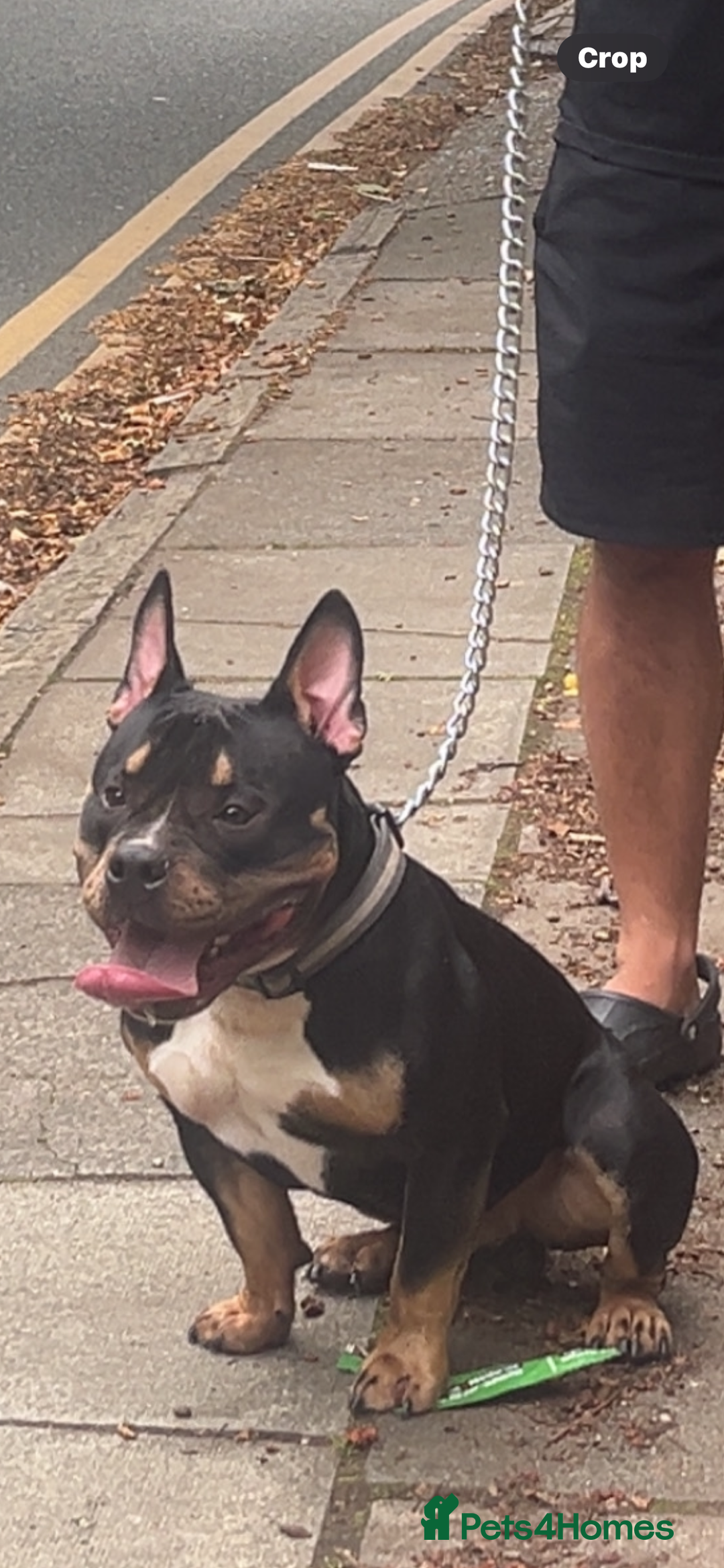 American Bull Staffy dogs for sale: Toffee the pocket bully - Image 1