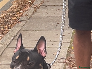 American Bull Staffy dogs - Advert 14