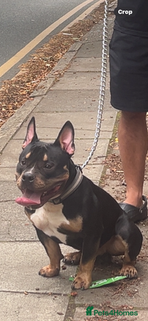 American Bull Staffy dogs - Advert 14