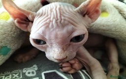 Sphynx cats for sale: Sphynx kitten. - Image 1