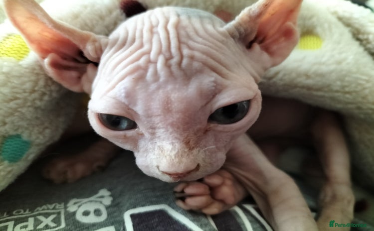Sphynx cats - Advert 2