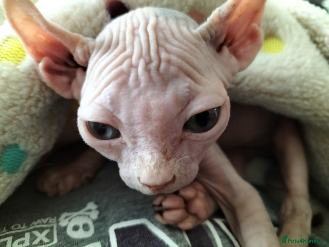 Sphynx cats for sale: Sphynx kitten. - Image 1