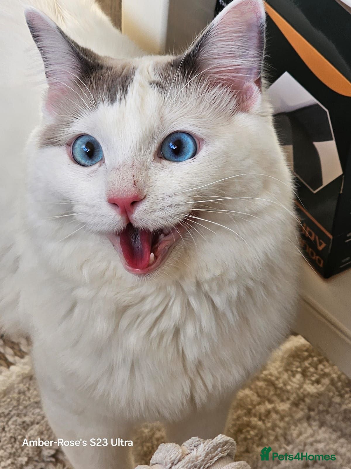 Ragdoll cats 1 year old male ragdoll - Advert 1