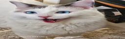 Ragdoll cats for sale: 1 year old male ragdoll in Clacton-on-Sea - Advert 1