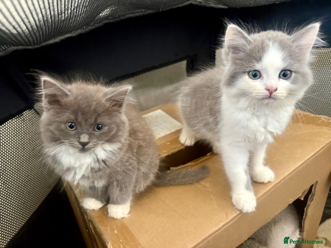 Exotic cats for sale: Exotic X Silver Tabby Fur Babies - Image 22