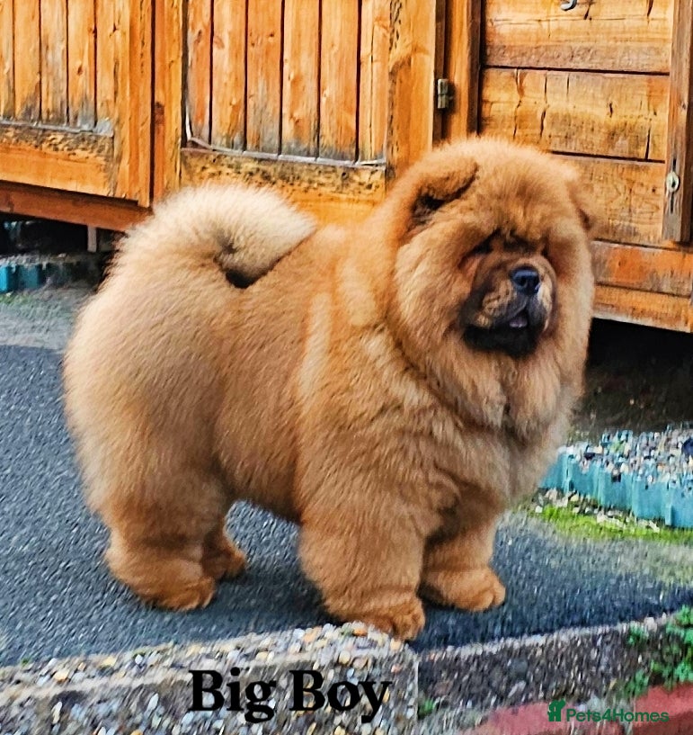 Chow Chow dogs Crufts pedigree litter  - Advert 1
