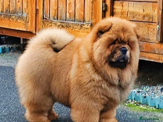 Chow Chow dogs Crufts pedigree litter - Advert 1