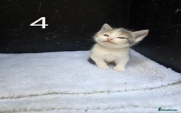Domestic Shorthair cats for sale: Super cute domestic shorthair kittens!  - Image 1
