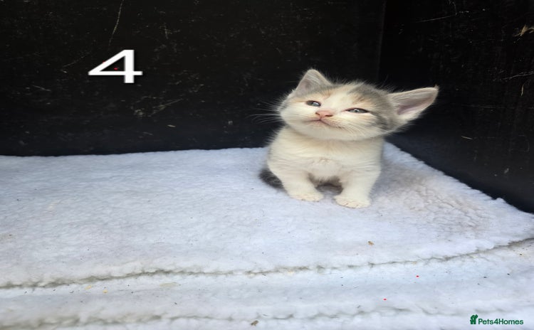 Domestic Shorthair cats - Advert 4