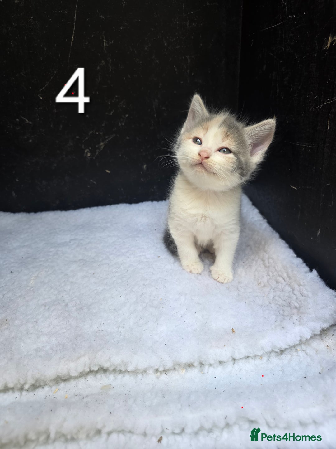 Domestic Shorthair cats for sale: Super cute domestic shorthair kittens!  - Image 1