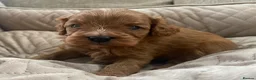 Cavapoo dogs for sale: F1 Male Cavapoo. From Health tested KC reg parents - Advert 15