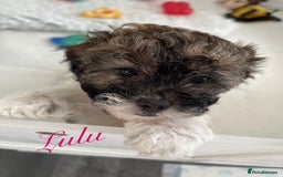 Mixed Breed dogs for sale: 3 Beautiful Shih Tzu x Toy poodle  - Advert 8