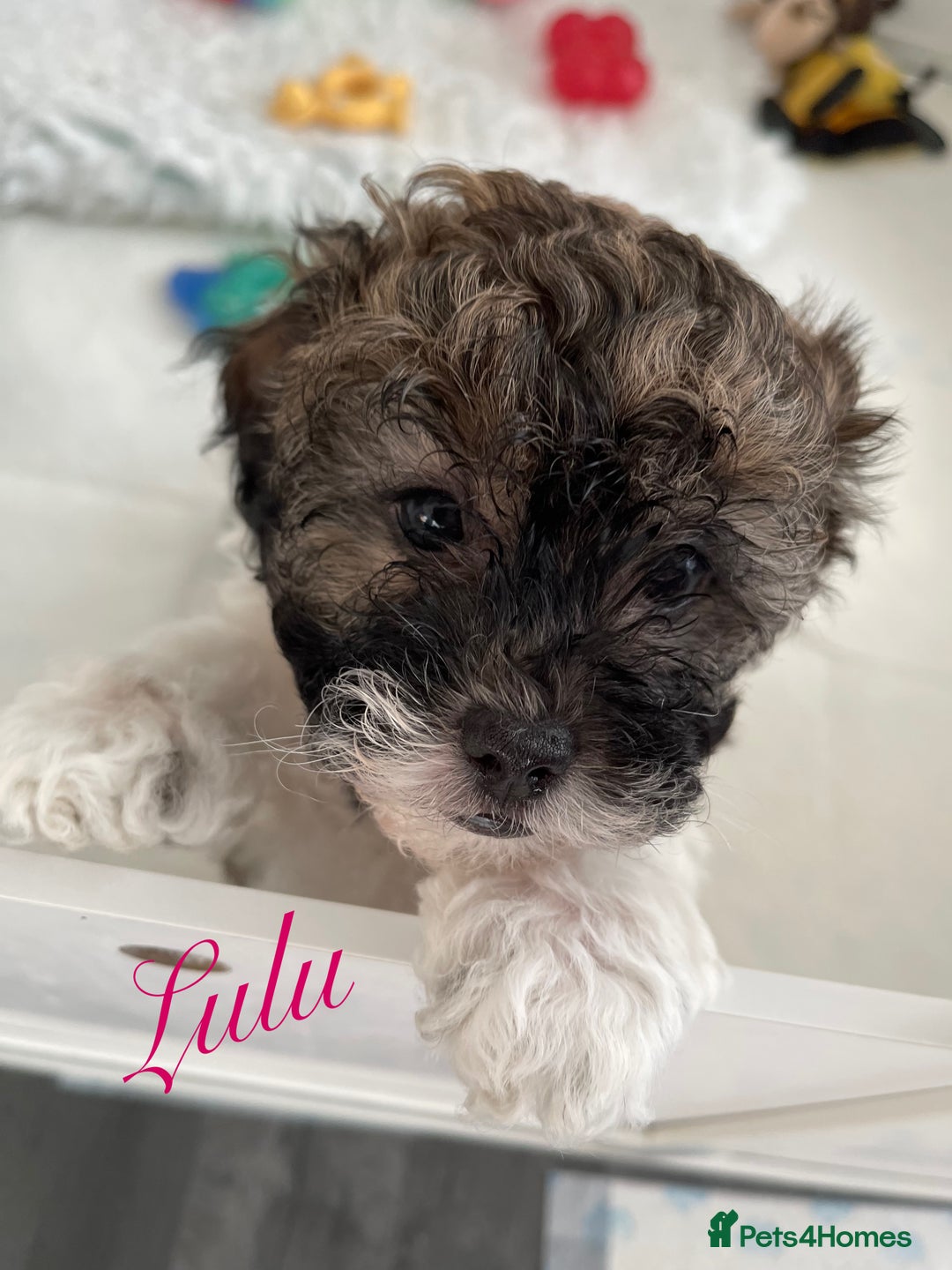 Mixed Breed dogs for sale: 3 Beautiful Shih Tzu x Toy poodle  - Advert 8