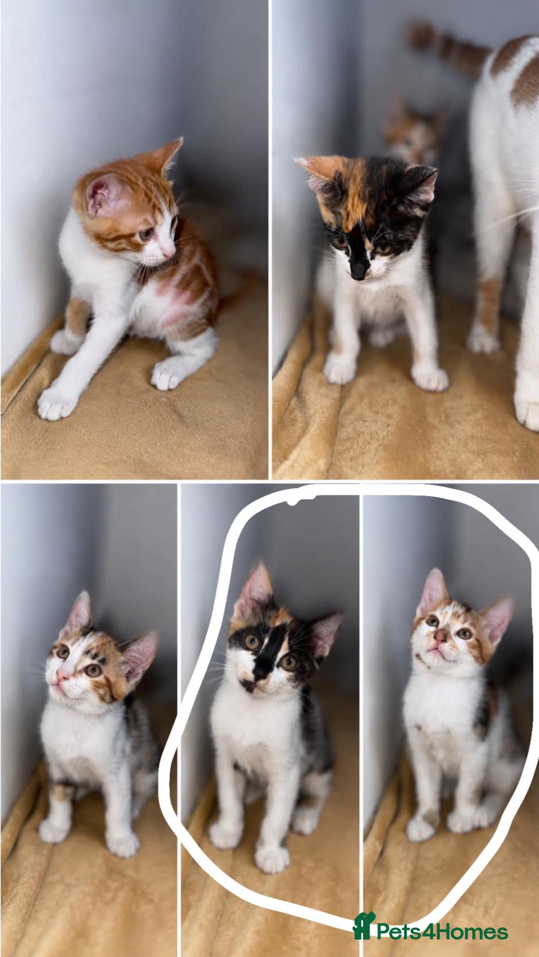 Mixed Breed cats CALICO KITTENS - Advert 1