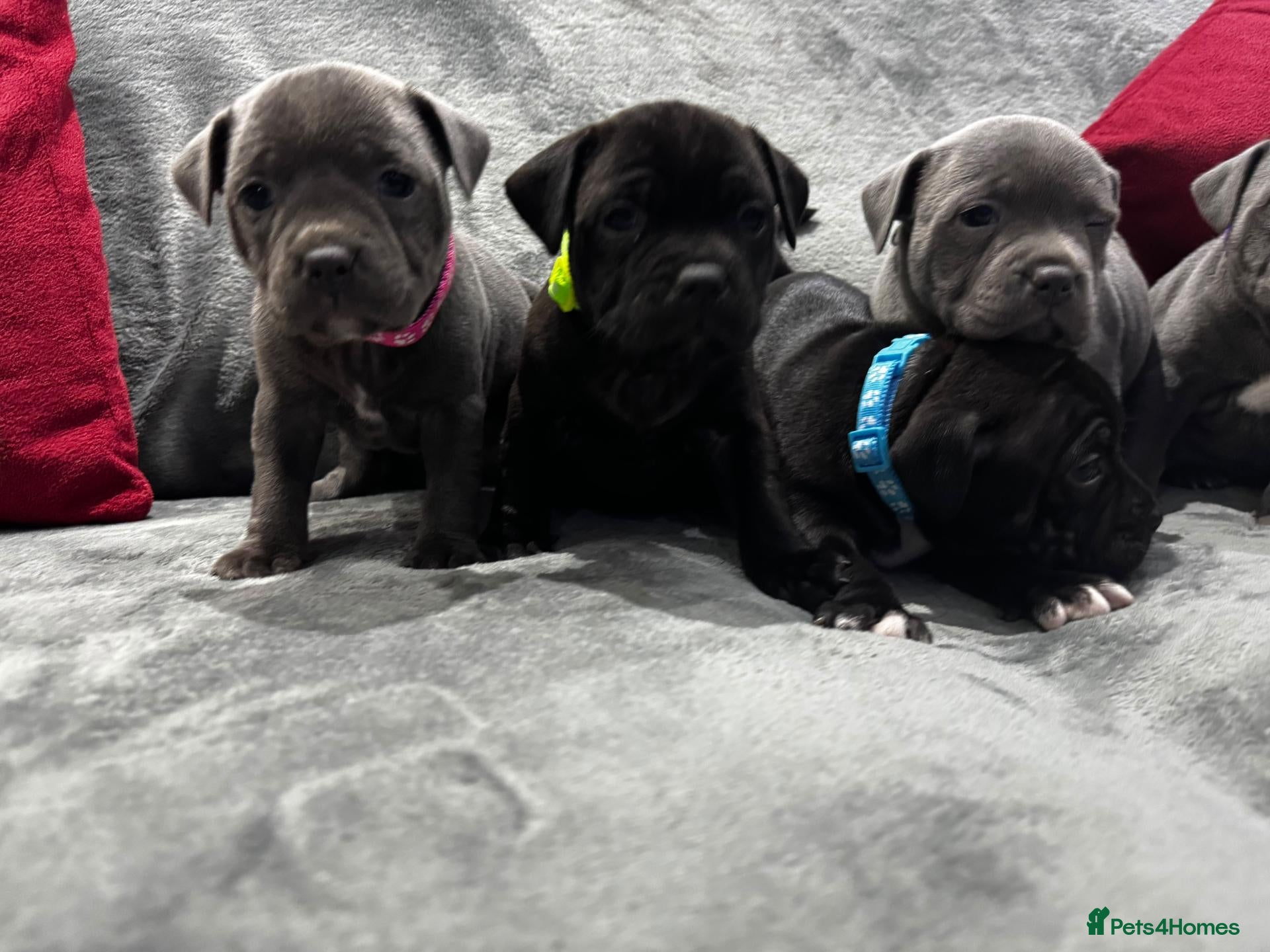 Staffordshire Bull Terrier dogs Stunning Health tested kc reg puppies  - Advert 2