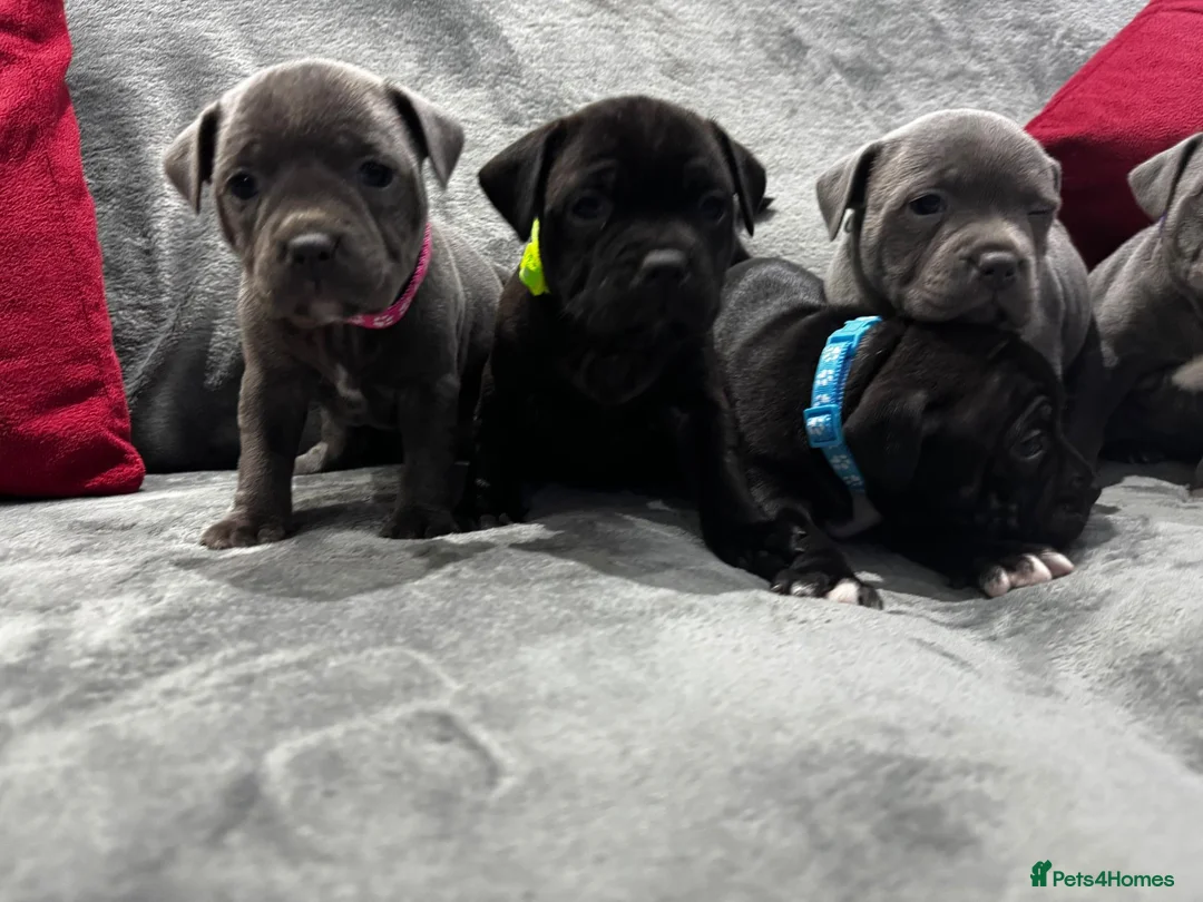 Staffordshire Bull Terrier dogs for sale: Stunning Health tested kc reg puppies  - Advert 2