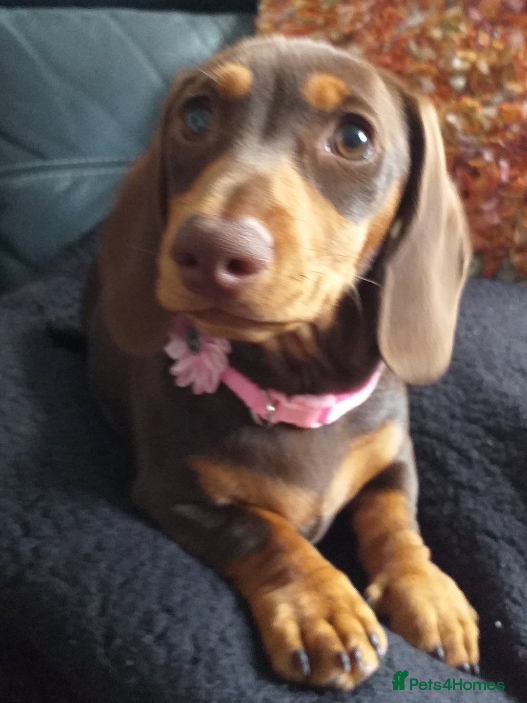 Dachshund dogs for sale: Quality miniture dachshund forSale Ready now  - Image 2
